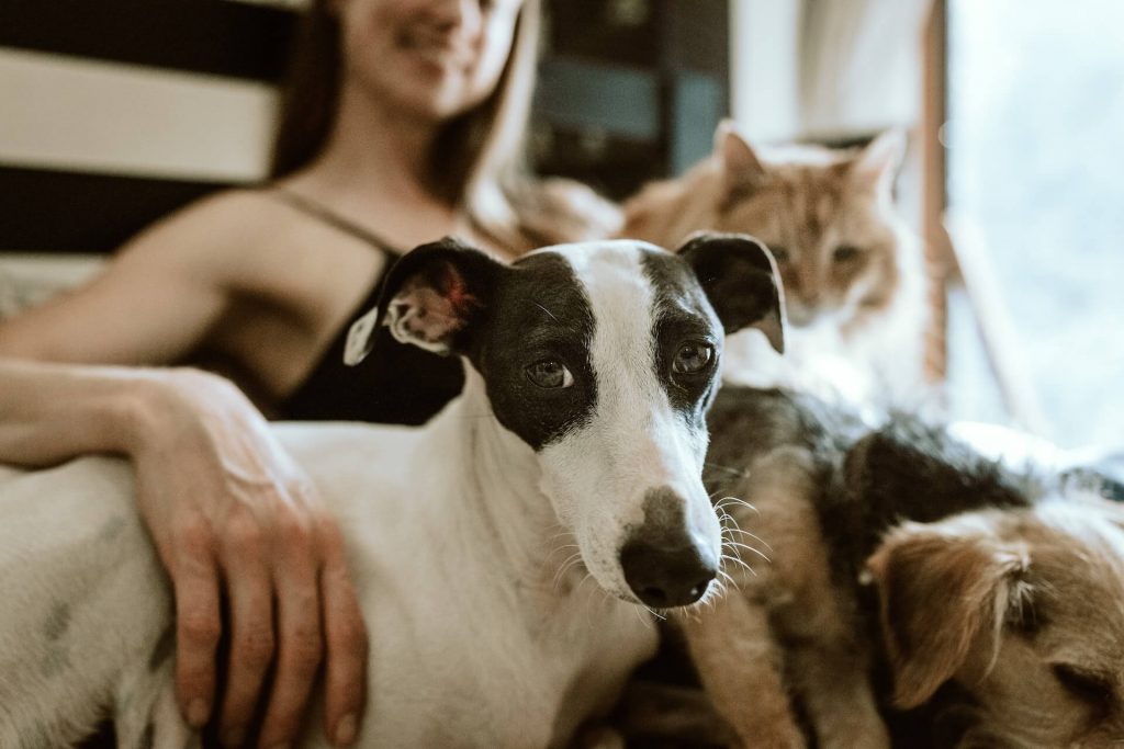 a woman sitting on the couch with 2 dogs and a cat